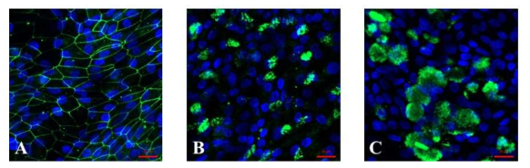 호흡기 줄기세포의 호흡 점막 상피로의 분화 (immunofluorescence staning. D29, A: ZO-1/DAPI, B: tubulin/DAPI, C: MUC5AC/DAPI). 점막상피에 tight junction이 잘 형성되어있으며 (A), tubulin-positive ciliated cells (B)와 MUC5AC-positive goblet cells (C) 도 잘 관찰됨