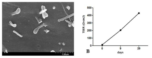 호흡 점막 상피로 분화된 호흡기 줄기세포 (D45) 섬모 조직의 scanning electron microscope (SEM) image (A) 와 tight junction 확인을 위한 Transepithelial electrical resistance (TEER) 측정 (B). 섬모 조직을 관찰할 수 있으며, TEER value는 실제 인체 (TEER: 700~800) 와 65%의 유사성을 보임