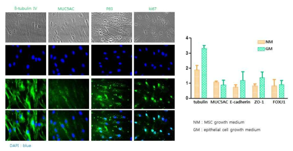 배양액 차이에 따른 분화의 차이 (immunofluorescence staning). 줄기세포 면역화학염색 및 줄기세포 growth 배지와 상피 성장 배지에서 섬모세포, 배상세포와 기저세포와 세포 증식 특이 유전자인 β-tubulin Ⅳ, muc5ac, e-cadherin, zo-1, foxj1 등의 발현 차이 확인함