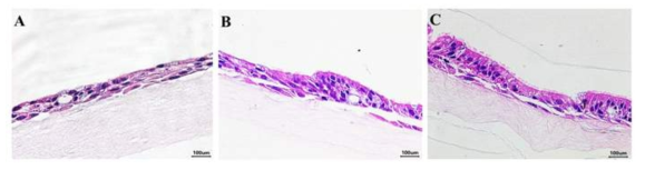 미세유체 생체모사체에 탑재한 호흡기 점막 줄기세포의 1주(A), 2주(B), 3주(C) 분화 결과 (H&E, x400)