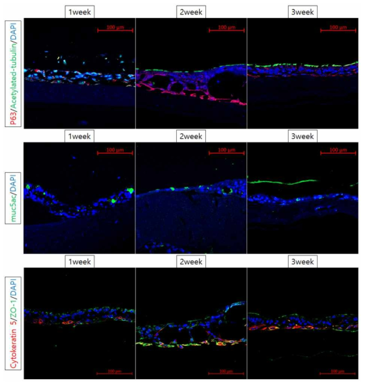 미세유체 생체모사체에 탑재한 호흡기 점막 줄기세포의 주차별 점막분비세포(MUC5AC), 섬모(acetylated-tubulin), 상피세포(cytokeratin) 분화 양상. (immunofluorescence, x200)