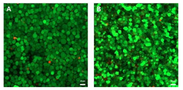 생체 모사 호흡기도 점막 오가노이드에서 염색을 통한 세포 생존 확인(Live cell : green, Dead cell : red). 일반적인 transwell 에서의 분화 (A), 제작된 생체모사칩에서 분화 ( B) 된 세포 (scale bars : 20 μm)