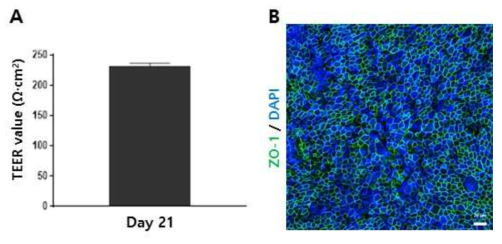 제작된 호흡기 점막 오가노이드에서 cell junction 확인. TEER value 측정 (A), tight junction (ZO-1 : green / DAPI : blue) 확인 (B) (scale bars : 20 μm)