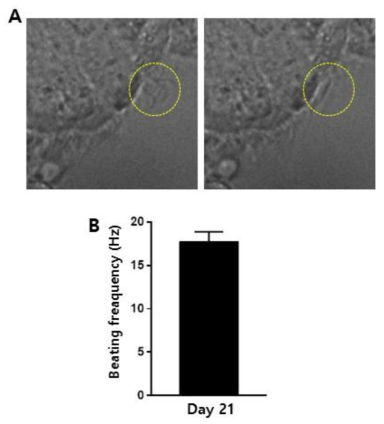 제작된 호흡기 점막 오가노이드에서 섬모 움직임 관찰. 섬모의 움직임 변화 관찰(A) 동영상 분석을 통한 beating frequency 측정 (B)