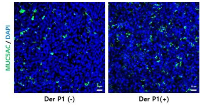 집먼지·진드기 처리 후 점액 분비량 관찰.(scale bar : 20 µm)