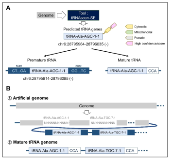 인공 게놈 및 mature tRNA 게놈 생성