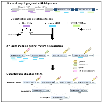 mature tRNA mapping 및 발현량 측정