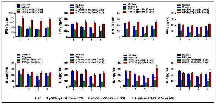 FMDV type A에 대한 T cell response 결과 (IFN-gamma, IL-4)