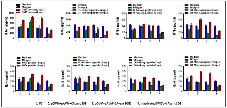 FMDV type O에 대한 T cell response 결과 (IFN-gamma, IL-4)