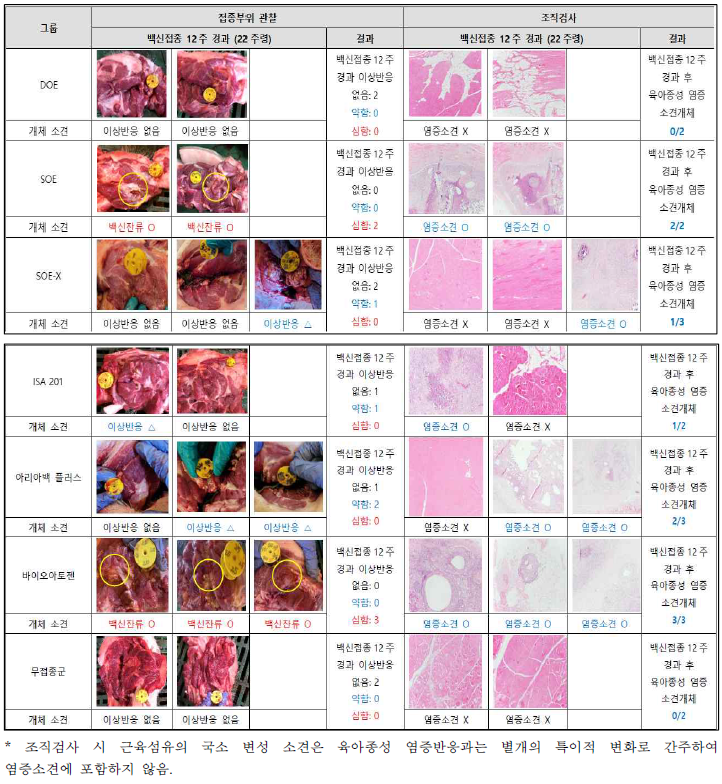 백신보조제별 접종부위 관찰 및 조직검사 결과