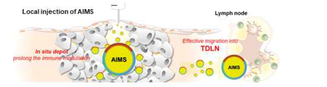 주사제로 사용 가능하며 주입 부위에 Depot 형성 및 림프절 이동을 유도하여 지속성 및 면역 유도능이 뛰어난 AIMS 플랫폼 개발