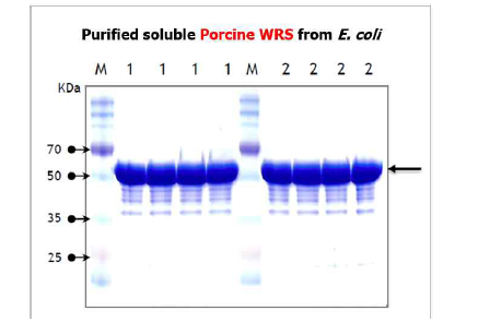 대장균 발현시스템을 이용한 수용성의 돼지 WRS 단백질 발현 및 정제