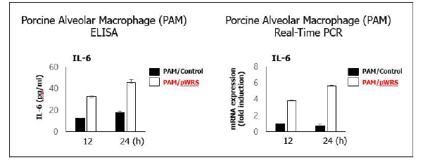 정제 돼지 WRS 단백질의 자극에 의한 PAM에서의 사이토카인 분비