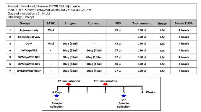 면역증강제 효능 검증을 위한 마우스 접종 스케쥴