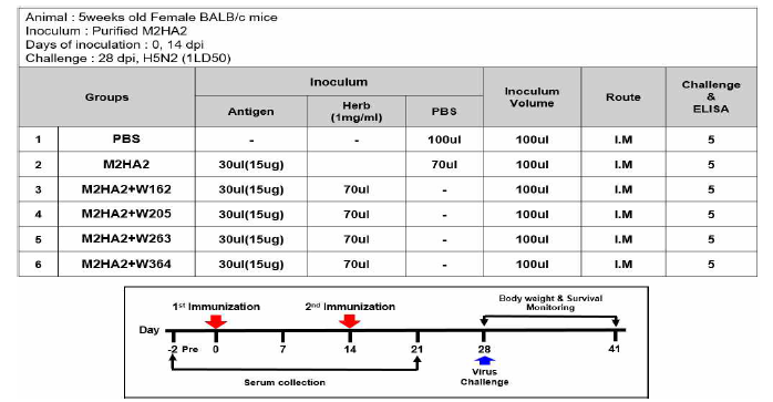 Influenza challenge 시스템을 이용한 한방소재들의 면역증강효능 검증 실험 스케쥴