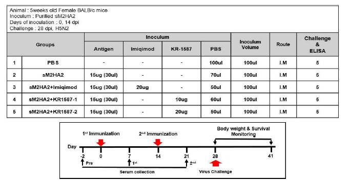 H5N2 Influenza 마우스 모델을 이용한 KR1587의 면역원성 검증 스케쥴