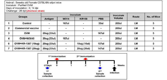 KR1587의 면역증강 효능 검증을 위한 구제역 바이러스의 마우스 공격접종 스케쥴