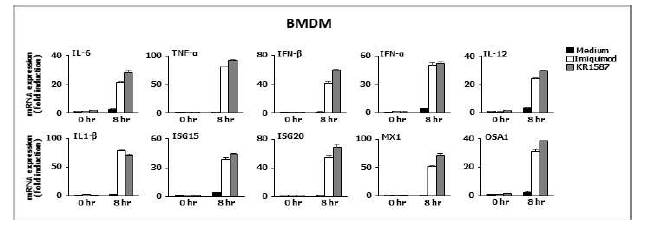마우스 BMDM에서 KR1587의 사이토카인 유전자 증강 효과