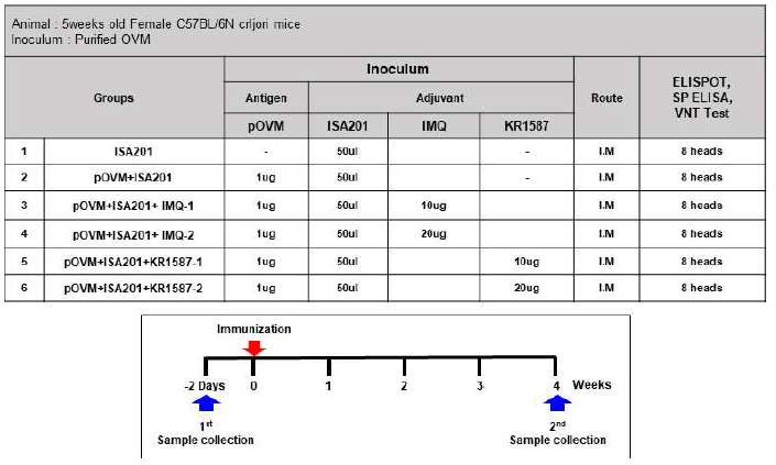 KR1587의 면역증강 효능 검증을 위한 마우스 스케쥴