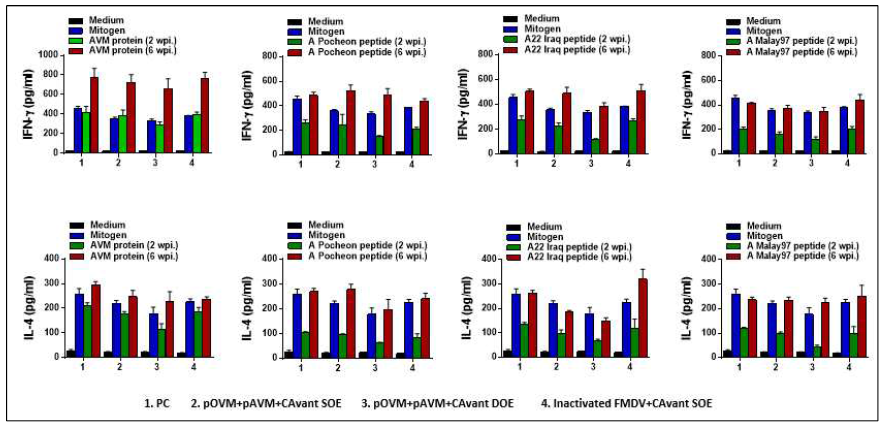 FMDV type A에 대한 T cell response 결과 (IFN-gamma, IL-4)