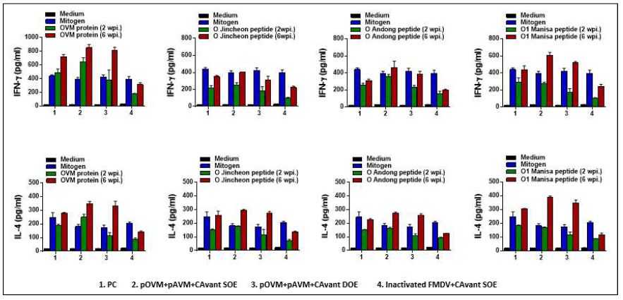 FMDV type O에 대한 T cell response 결과 (IFN-gamma, IL-4)