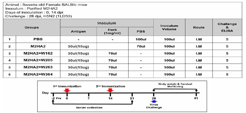Influenza challenge 시스템을 이용한 한방소재들의 면역증강효능 검증 실험 스케쥴