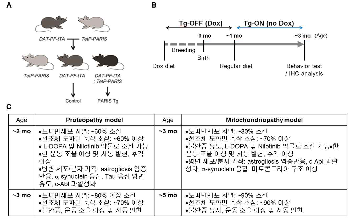 신규 기저핵 장애 마우스 모델의 질환 인자 발현 프로토콜 및 주요 병변 표현형. (A) Mitochondriopathy 모델 (PARIS transgenic mouse)를 확보하기 위한 드라이버 마우스 (DAT-PF-tTA)와 Tet 프로모토 활용 responder 마우스 TetP-PARIS의 교배 전략. Proteopathy 모델의 경우도 같은 교배 전략을 따름. (B) 기저핵 장애 마우스 모델에 대한 질환 인자 발현 조절 프로토콜. 1개월령에 Doxycycline이 함유된 diet를 regular diet로 변경함으로써 질환 인자 (PARIS 또는 β23)의 발현을 유도함. 이후 2, 3, 5개월령까지 병변 표현형을 분석함. 전임상 수준의 병변이 발현 되는 표준 발현 프로토콜은 3개월령까지임. (C) Proteopathy 및 Mitochondriopathy 만성 모델의 질환 인자 발현 기간에 따른 주요 병변 발현 양상 비교