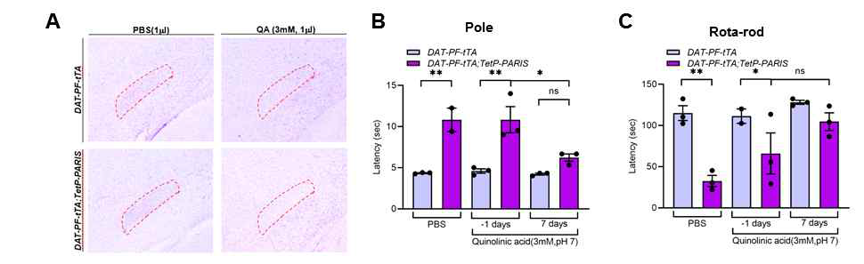STN chemical ablation을 통한 파킨슨병 운동 장애 개선 평가. (A) Control 및 PARIS Tg 마우스 (2개월령)의 STN 부위에 quinolinic acid (QA, 3 mM) 1 ul 주입 후 세포이 소실을 Nissl 염색을 통해 확인. STN 부위는 붉은 점선으로 표시. (B, C) 2개월령의 PARIS Tg 또는 control 마우스에 QA 주입 1일전 및 일주일 후의 운동능을 pole test 및 rotarod test를 통해 평가함