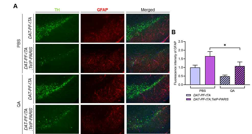 뇌심부 자극 시술 파킨슨병 마우스 모델의 신경염증 조절 평가. (A) 2개월령의 control 및 PARIS Tg 마우스에 QA를 STN에 주입후 1달 뒤 중뇌조직 절편에 대한 GFAP 및 TH 특이 항체를 통한 면역 형광 염색 이미징 (B) 해당 마우스 그룹의 SNpc 영역의 GFAP 형광 신호 세기의 정량 그래프