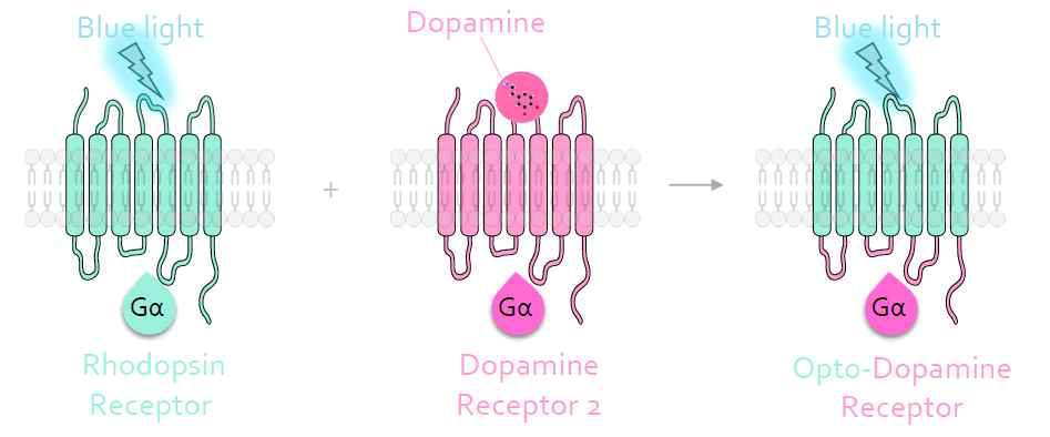 신규 도파민 수용체 활성 광유전자인 OptoDRD2의 개발