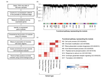 뇌발달 전사체 데이터 기반 공발현 유전자 네트워크 모델링