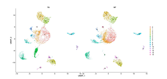 Transgenic(TG) 샘플(왼쪽)과 wild type 샘플(오른쪽)에 속하는 세포들의 clustering