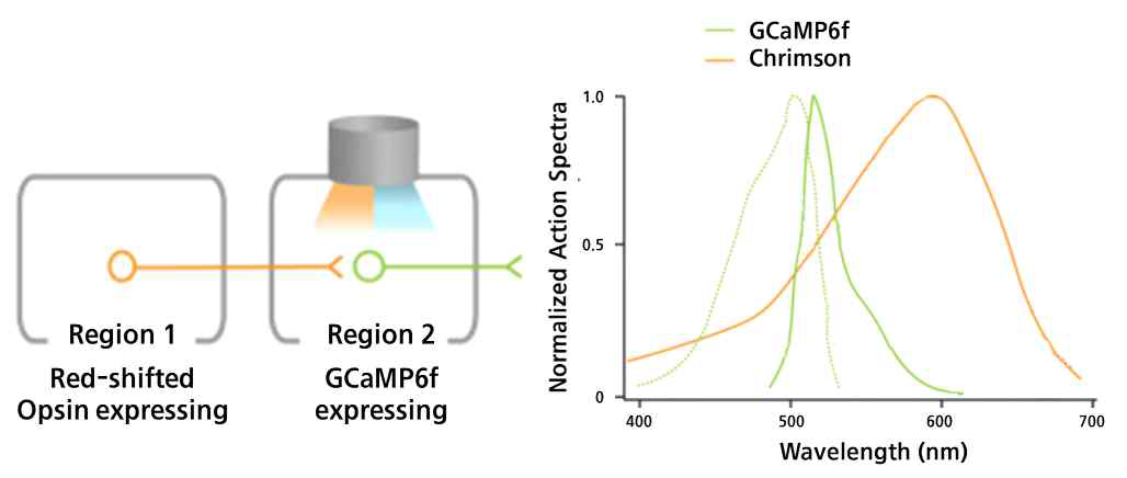 GCaMP6f와 Chrimson 형광 및 opsin의 이론적 빛파장 중첩도