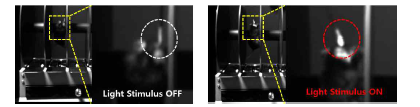 Rota rod 실험 (좌: 광유전학 자극 off 세션 / 우: 광유전학 자극 on 세션)