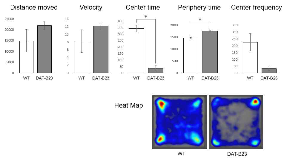 DAT-B23의 Open Field 운동검사 결과. 질환모델이 가운데를 피하고 주변부를 선호하여 불안수준이 크게 증가한 것으로 나옴 (p < 0.05, n=2)