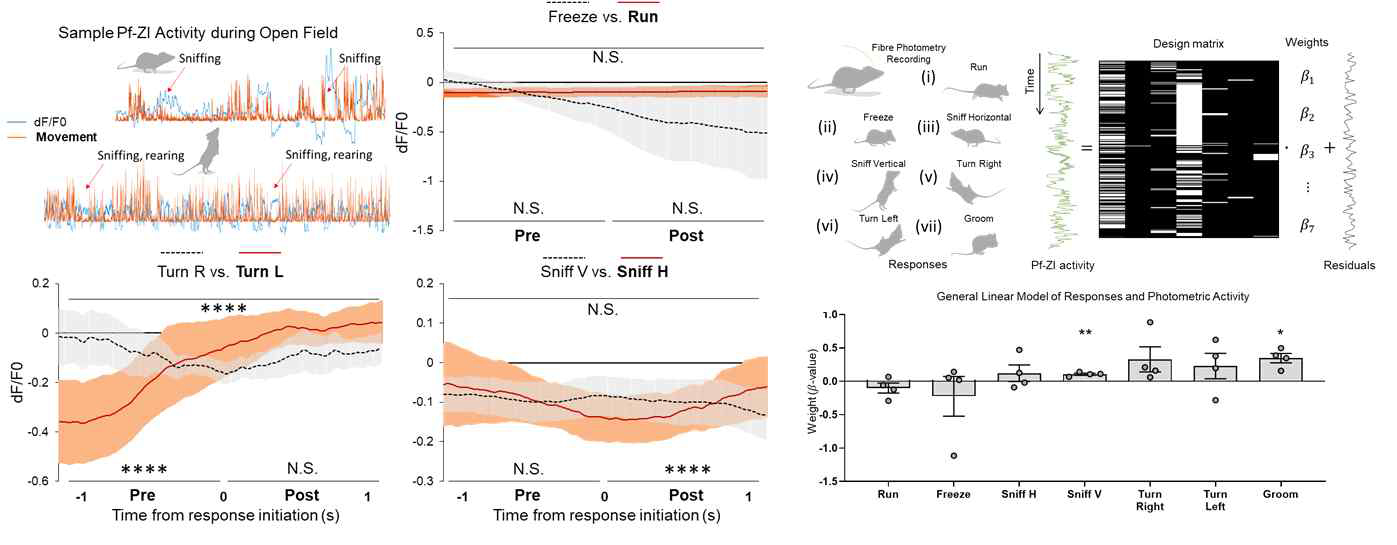 Fiber photometry 실험시 쥐의 Open field test에서의 행동유형과 Pf-ZI 광도의 변화. 행동유형 시작 전후로 활성 데이터의 비교 (왼쪽), GLM을 통한 행동유형과 활성 데이터와의 연관성 계산 결과 (오른쪽)