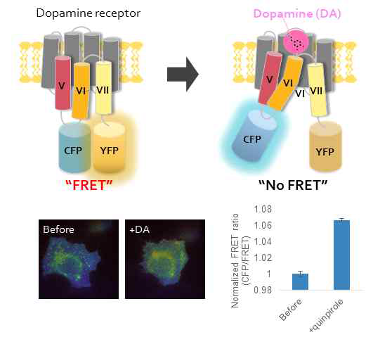 도파민 수용체의 구조 변화를 이용한 FRET 센서 디자인과 이미징 결과