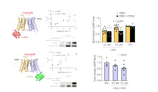 멀티컬러 도파민 센서를 이용한 DRD1-DRD2 heterodimer에서 두 수용체 간 crosstalk 및 이에 따른 세포 내 하위 신호변화