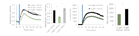 세포 이미징과 spectrophotometer를 이용한 opto-DRD2의 cAMP 생성 저해 결과