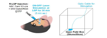 외부 담창구의 CamKII 뉴런의 optoDRD2를 자극하기 위한 행동 실험 구축