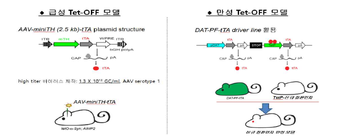 신규 기저핵 장애 뇌질환 Tet-OFF 마우스 급성/만성 모델 시스템 도식도. AAV-THP-tTA 플라스미드의 구조. 2.5 kb의 mini TH 프로모터에 의해 tTA를 발현하기 때문에 고농도의 AAV-THP-tTA 바이러스를 responder 마우스의 중뇌에 주입시 도파민 세포 특이적으로 질환인자를 발현 유도 가능함. 만성 Tet-OFF 모델 제작을 위해서는 dopamine transporter 프로모터 하위에 PF-tTA (positive feedback-tetracycline regulatable transcription activator) element와 TetP-tTA element를 가진 카세트가 knock-in 되어 있는 DAT-PF-tTA 드라이버 마우스를 이용함. 이 드라이버 라인과 Tet 프로모터를 활용한 신규질환 마우스 교배시 만성 모델 구축이 가능함