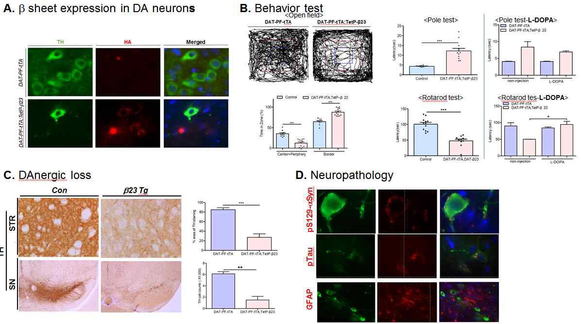 응집체 β23에 의한 파킨슨 질환 병리 발현 (A) 중뇌 도파민 세포에서의 FLAG-β23-HA의 발현 (B) β23 만성 모델에서의 행동 이상 (open field, pole, rotarod test). L-DOPA 처치에 의한 운동 기능 장애의 개선 양상 (n = 3). (C) β23 과발현 마우스모델의 도파민 세포 사멸 (n = 4 per group) (D) 신경병리학적인 변화를 면역 형광 염색으로 확인. 루이소체 유사 응집체-pS129-αSyn; 타우 tangle-like aggregate-pS202/pT205-Tau; 신경염증-GFAP
