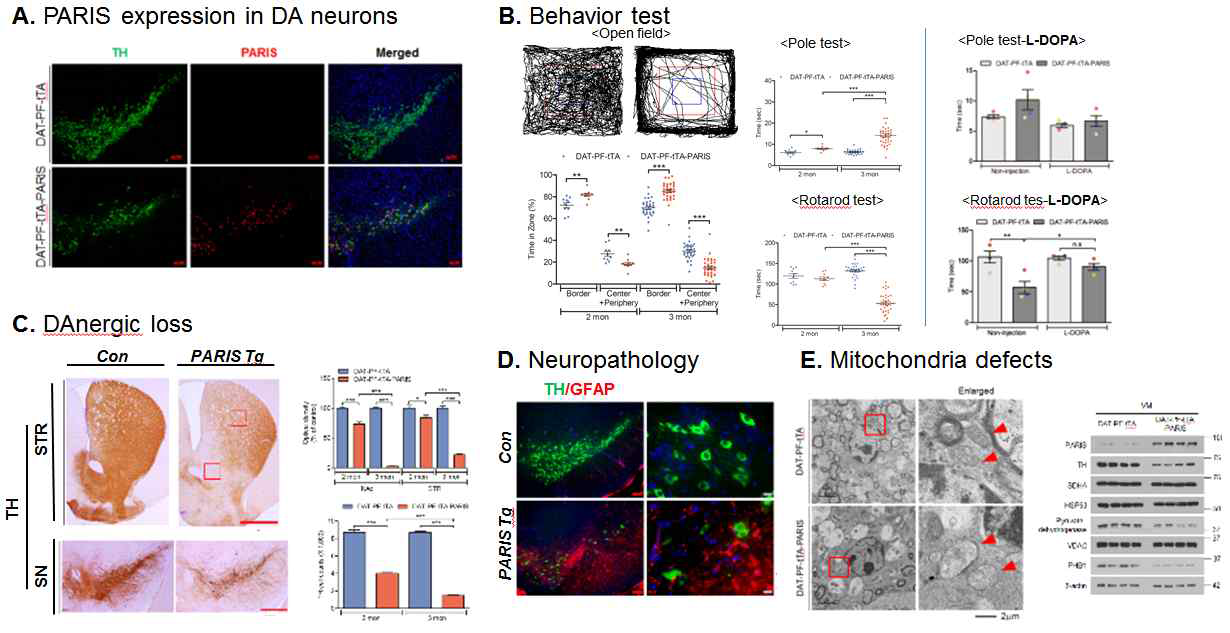 PARIS 발현 만성 모델에서의 파킨슨 병변 유도 (A) PARIS 만성 모델에서의 도파민 세포 특이적인 PARIS 발현 (B) PARIS 만성 모델에서의 행동 이상 (open field, pole, rotarod test). L-DOPA 처치에 의한 운동 기능 장애의 개선 양상 (n = 4). (C) PARIS 마우스모델의 도파민 세포 사멸 (n = 3~4 per group) (D) 신경 염증 소견을 GFAP 면역 형광 염색으로 확인. E. PARIS 만성 모델 마우스 중뇌 조직에서의 미토콘드리아의 구조 및 단백체 발현 양상 분석