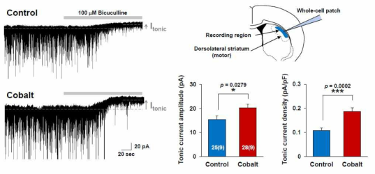 Whole-cell-patch-clamp 실험을 통해 관측한 전두엽 손상 생쥐의 선조체 신경교세포의 활성도 변화