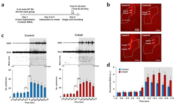 코발트 쥐 모델에서 외측 중간크기 가시세포의 in vivo 발현 패턴의 변화 양상