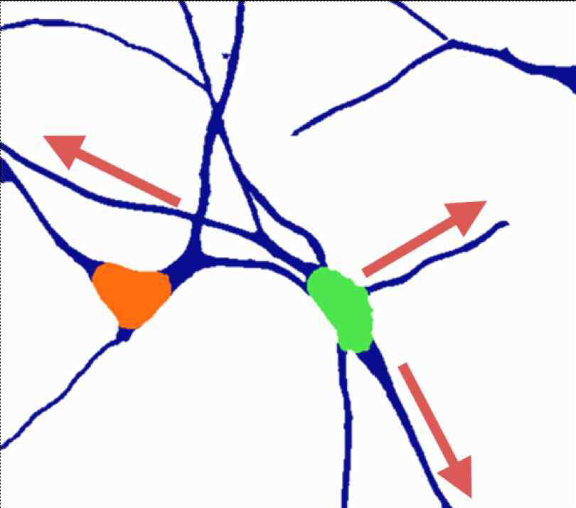 신경 세포 Segmentation 접근 방법