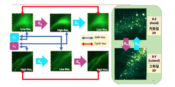 3차원 현미경 영상의 비등방성을 해결하기 위한 CycleGAN Architecture