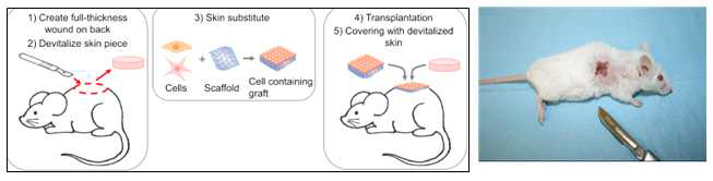 피부이식 동물모델 (Mouse)를 구현하여, 이식 전 후 면역학적 변화 상태를 반영하는 모델을 구축