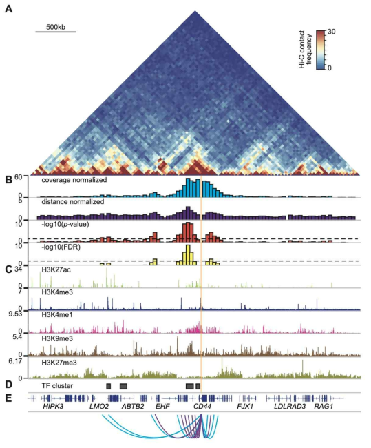covNorm 결과와 다양한 후성유전 지표들. (A) 염색질 3차구조 지도. (B) 정규화 이후 확보된 염색질 상호작용. (C-D) 후성유전 지표들. (E) 도출된 염색질 상호작용