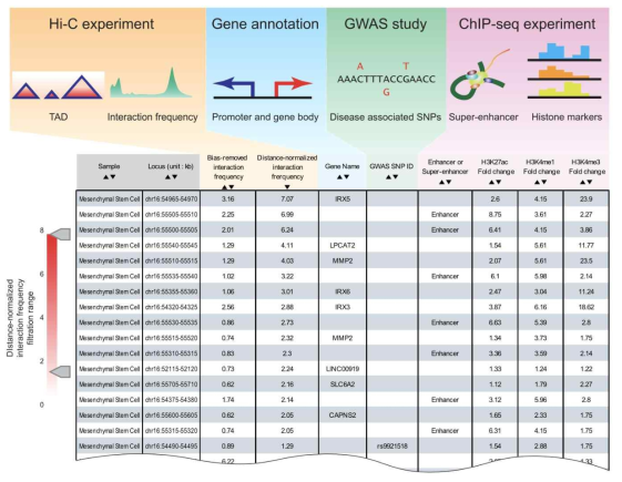 염색질 상호작용 파트너의 다양한 유전체, 후성유전체 정보들